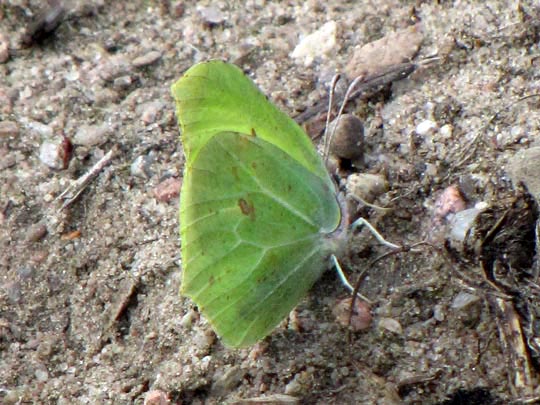 Zitronenfalter, Gonepteryx rhamni