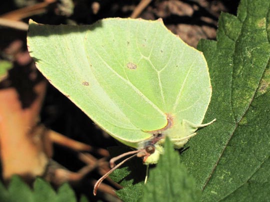 Zitronenfalter, Gonepteryx rhamni