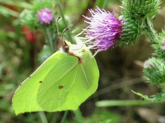 Zitronenfalter, Gonepteryx rhamni