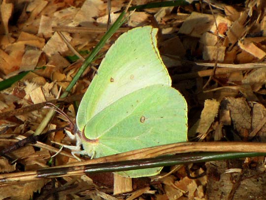 Zitronenfalter, Gonepteryx rhamni