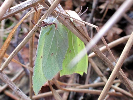 Zitronenfalter, Gonepteryx rhamni
