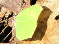 Zitronenfalter, Gonepteryx rhamni