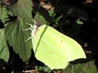 Zitronenfalter, Gonepteryx rhamni