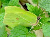 Zitronenfalter, Gonepteryx rhamni