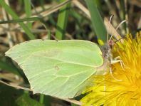 Zitronenfalter, Gonepteryx rhamni