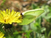 Zitronenfalter, Gonepteryx rhamni