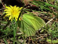 Zitronenfalter, Gonepteryx rhamni