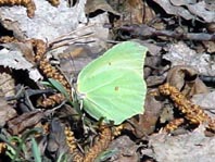 Zitronenfalter, Gonepteryx rhamni