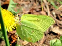 Zitronenfalter, Gonepteryx rhamni