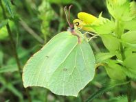 Zitronenfalter, Gonepteryx rhamni
