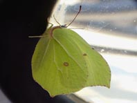 Zitronenfalter, Gonepteryx rhamni