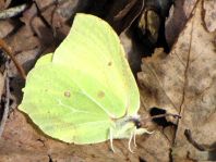 Zitronenfalter, Gonepteryx rhamni
