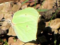 Zitronenfalter, Gonepteryx rhamni