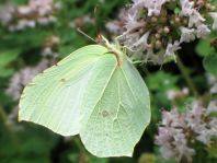 Zitronenfalter, Gonepteryx rhamni