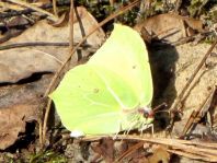 Zitronenfalter, Gonepteryx rhamni