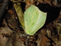 Zitronenfalter, Gonepteryx rhamni