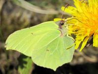 Zitronenfalter, Gonepteryx rhamni