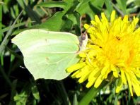Zitronenfalter, Gonepteryx rhamni