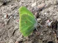 Zitronenfalter, Gonepteryx rhamni