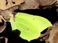 Zitronenfalter, Gonepteryx rhamni