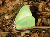 Zitronenfalter, Gonepteryx rhamni
