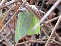 Zitronenfalter, Gonepteryx rhamni