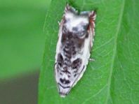 Ancylis laetana