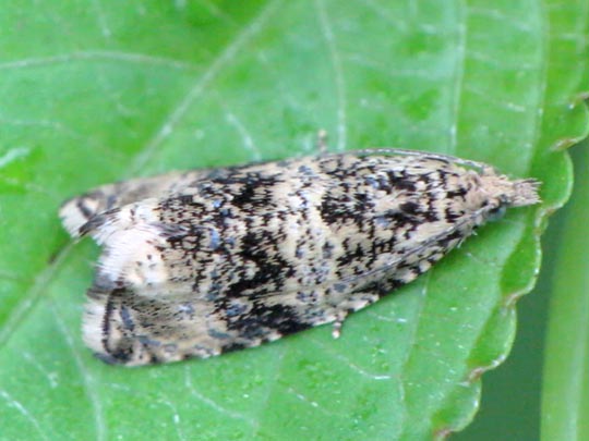 Celypha lacunana