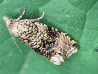 Celypha lacunana
