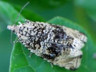 Celypha lacunana