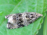 Celypha lacunana
