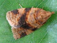 Epagoge grotiana