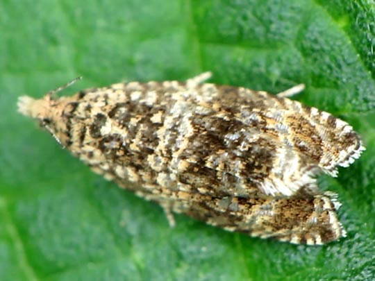 Wickler, Tortricidae