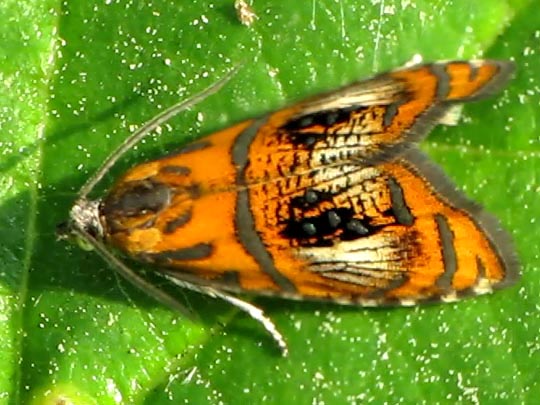 Prachtwickler, Olethreutes arcuella
