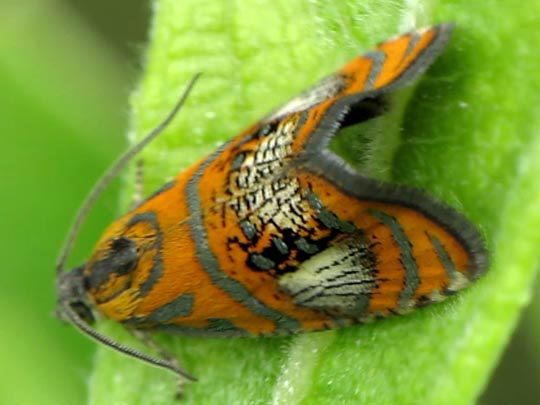 Prachtwickler, Olethreutes arcuella