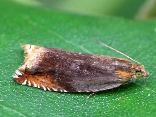 Ancylis upupana