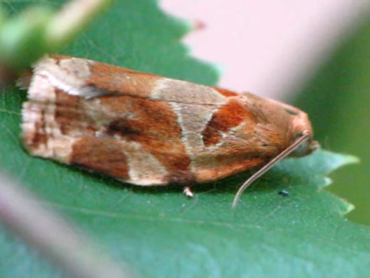 Archips xylosteana