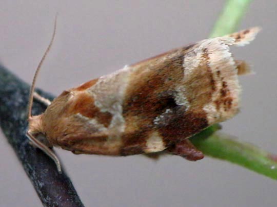 Archips xylosteana
