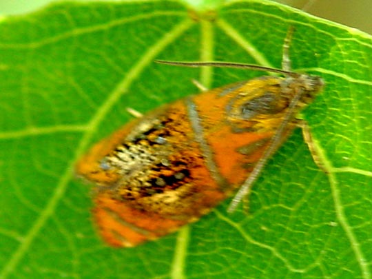 Prachtwickler, Olethreutes arcuella