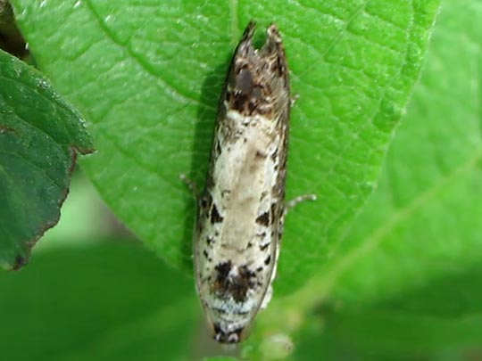 Hedya salicella