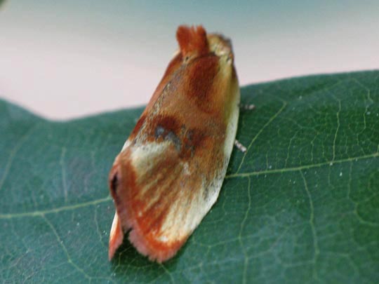 Prachtwickler, Olethreutes arcuella