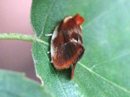 Prachtwickler, Olethreutes arcuella