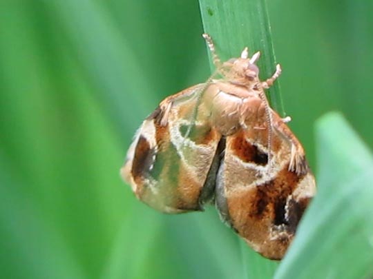 Archips xylosteana