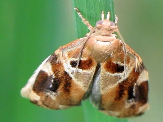 Archips xylosteana