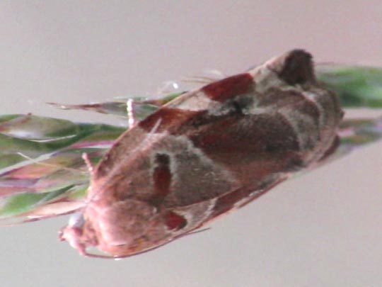 Archips xylosteana