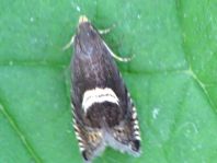 Grapholita discretana