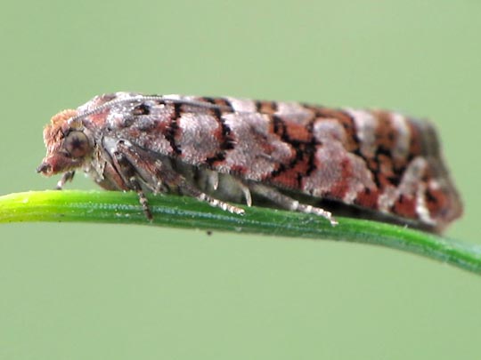 Gravitarmata margarotana
