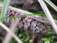 Gravitarmata margarotana
