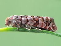 Gravitarmata margarotana