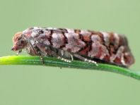 Gravitarmata margarotana